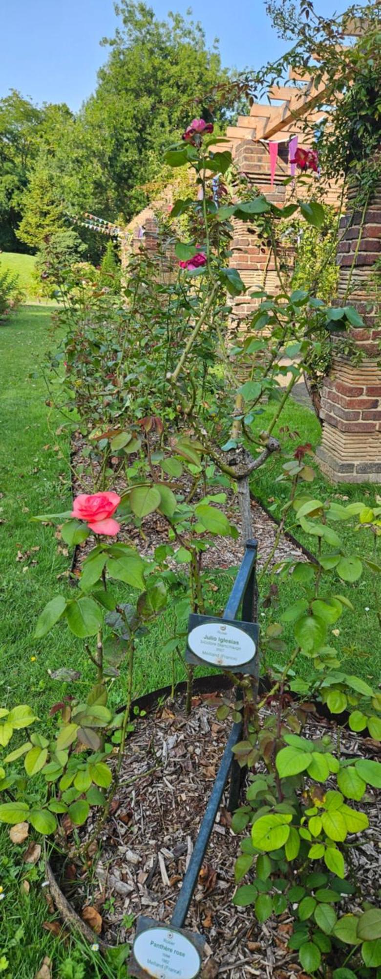 Rose Garden Wonderful Puteaux